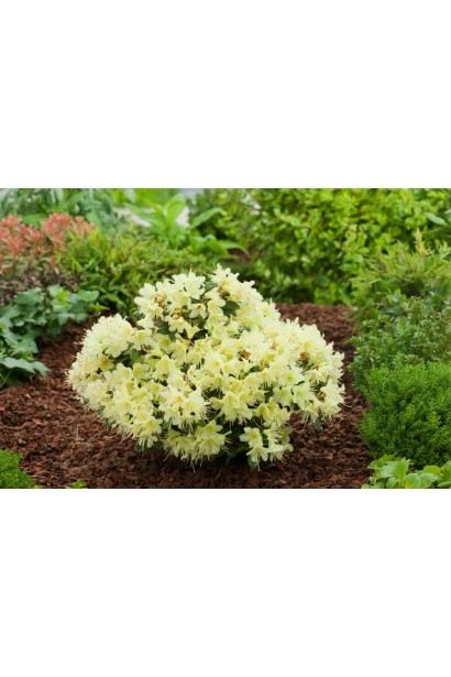 Рододендрон Принцеса Анна у ланшафті